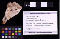 Foto (Objekt + Etiketten) von Galatheoidea indet. (NHMW-GEO-1990-0041-0500)